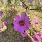 Lovely Cosmos. – Reddit Post