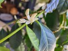 I grew coffee beans in Melbourne, Australia – Reddit Post