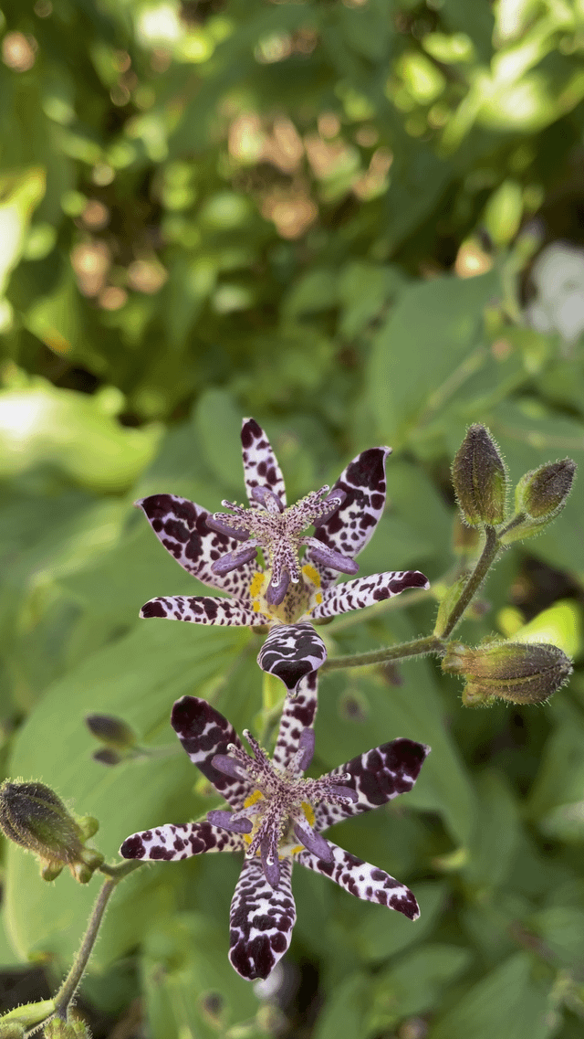 My Japanese toad lilies are starting to bloom! – Reddit Post