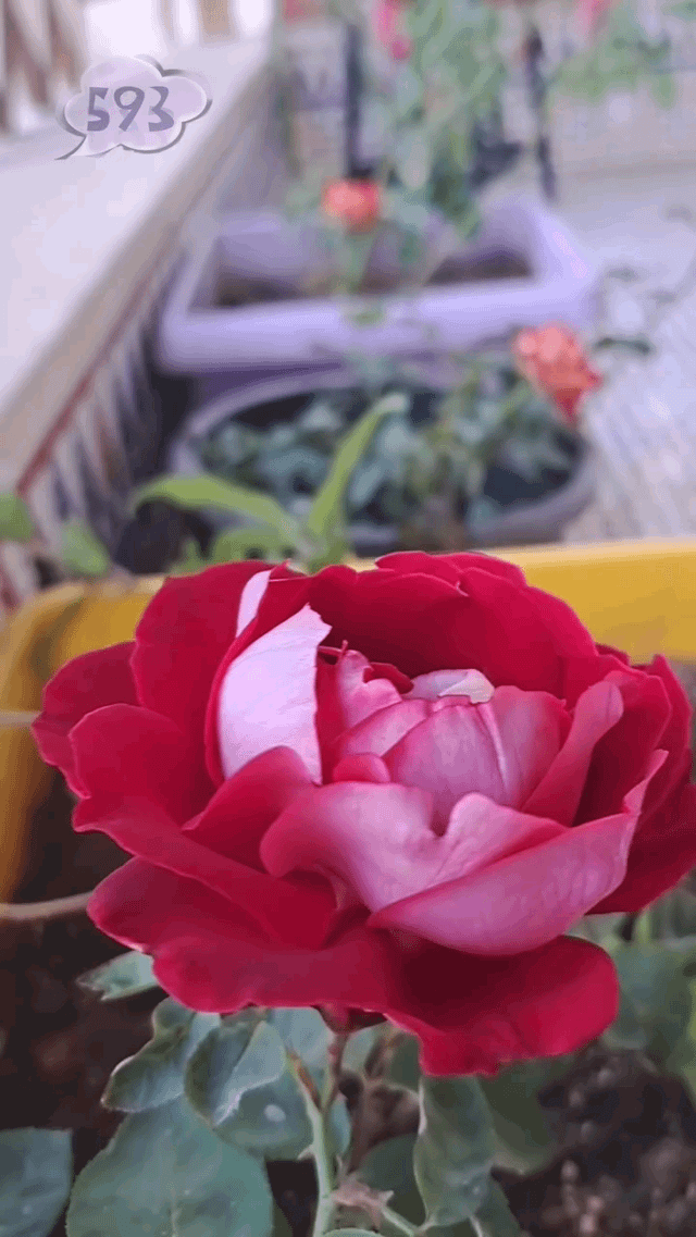 Roses – Reddit Post
