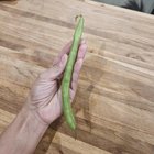 I just found this absolute beast of a green bean in my garden – Reddit Post