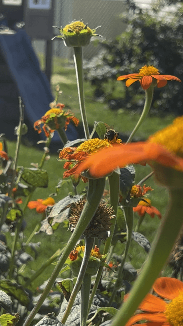 For your viewing pleasure; tithonias and the bumbles – Reddit Post