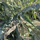 Help! What’s eating my vegetable leaves?! 😭