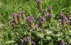 Self heal weed – Reddit Post