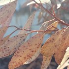 What is killing my eucalypt??