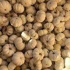 first pumpkin harvest of fall today 🎃 – Reddit Post