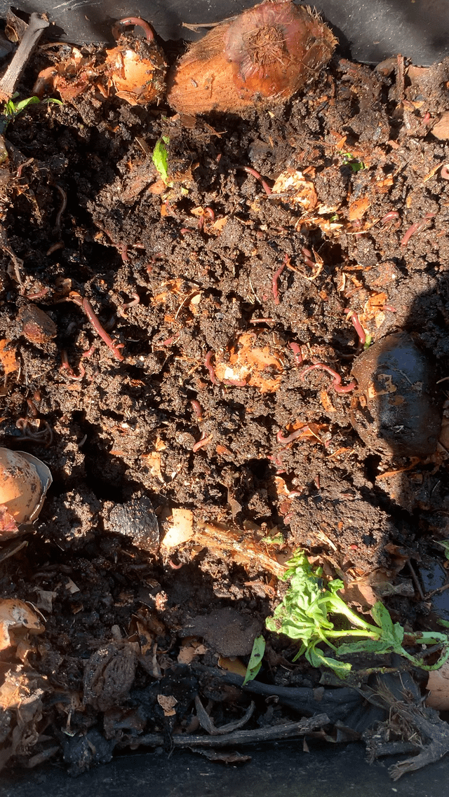 My garden buddies – Reddit Post