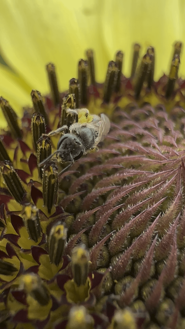 Bees on my flowers – Reddit Post