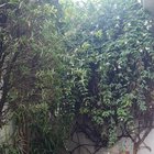 Our jasmine is naked now, just sad and wanted to share – Reddit Post