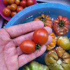 Twin tomato! This is my first year gardening, mainly focusing on my 9 tomato plants. I had fun, these are some of my pickings as the fall chill brings the season to a close – Reddit Post