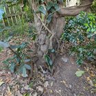 Is this a strangler Fig?