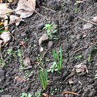 Planted bulbs in early September. Why are they already growing?