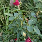 Rose flowering from rootstock, different in colour to grafted rose