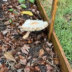 Mushrooms in garden. Any impact on the food I’m eating?🍄‍🟫 – Reddit Post