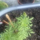 Asked my mom for marglobe tomatoes. Think I got marigolds. 😆 – Reddit Post