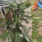 Neglected Wollemi pine