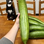 Harvested my last luffas due to the incoming frost- Talulah for scale – Reddit Post