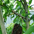 Bee “hive” on nectarine tree