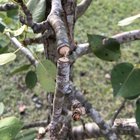 What is eating our pear trees? – Reddit Post