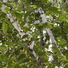 What is this tree and why is it foaming!?