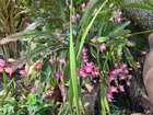 We call this one a crab plant, it’s beautiful on summer – Reddit Post