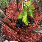 Lemon Tree – help