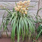 An orchid from moms garden – Reddit Post