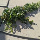 The squirrels must have accidentally planted a grocery store watermelon. It’s October and is getting close to freezing at night in Colorado but… THIS. Do you think I could grow a watermelon if I planted it and cared for it? Not. – Reddit Post