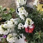 despite the cold my snapdragons only started blooming! – Reddit Post