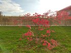 Help with new red japanese maple – Reddit Post