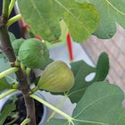 Not a bad year for figs! – Reddit Post