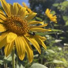 They finally bloomed! – Reddit Post