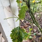 Why do my passion fruit plant’s leaves look like this? – Reddit Post