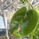 Need help with my persimmon tree