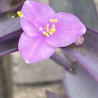 Purple Heart – Reddit Post