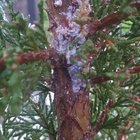 What are those appearing on my pines? Are they eggs? – Reddit Post