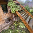 What is wrong with my wisteria? – Reddit Post