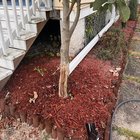 Black magnolia tree bark – Reddit Post