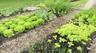 What are some must grow items for your 2025 garden? – Reddit Post