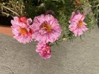 My Portulaca (Moss Rose) – Reddit Post