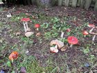 My vegetable garden is different than yours – Reddit Post