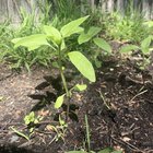 Are these sunflower seedlings leggy?