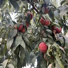 Everything my fruit garden produced this year. I’m so grateful – Reddit Post