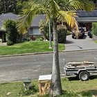 I know nothing about caring for palms. Are our palms ok?