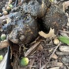 What is this? Weird big brown spotted thing that got bigger since the last time i saw it. – Reddit Post