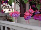 It’s in hanging pot on the porch. What you think – Reddit Post