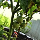 Keeping my tomatoes free of pests