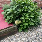 My hydrangea bushes. Beautiful foliage and I get two blooms typically every year. What should I do? – Reddit Post
