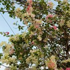 Show me the most beautiful flower in your garden. Here is mine – Reddit Post