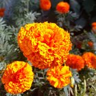 Celebrating Diwali today with flowers :) – Reddit Post
